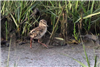 Redshank