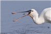 Spoonbill