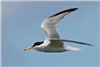 Little Tern