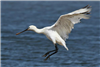 Spoonbill