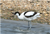 Avocet