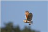 Barn Owl