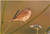 Whitethroat