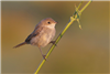 Whitethroat