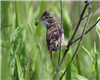 Whitethroat