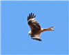 Red Kite