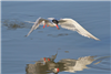 Common Tern