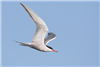 Common Tern