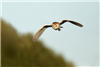 Barn Owl