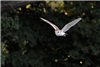 Barn Owl