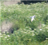 Common Tern