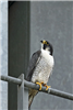 Peregrine