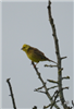 Yellowhammer