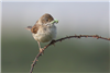 Whitethroat