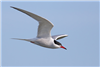 Common Tern