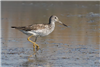 Greenshank