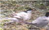 Roseate Tern