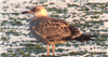 Yellow-legged Gull