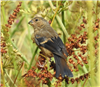 Bullfinch