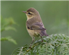 Willow Warbler