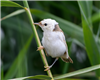 Reed Warbler