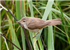 Reed Warbler