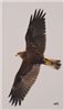 Marsh Harrier