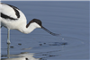 Avocet