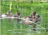 Tufted Duck