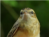 Sedge Warbler