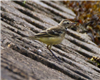 Yellow Wagtail