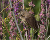 Reed Warbler