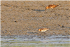 Little Stint