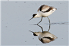 Avocet