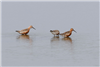 Curlew Sandpiper