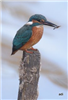 Kingfisher