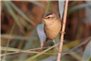 Sedge Warbler