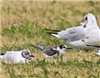 Black Tern