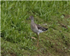 Wood Sandpiper