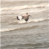 Yellow-legged Gull