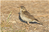 Meadow Pipit