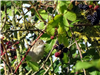 Whitethroat