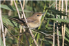 Reed Warbler