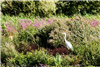 Great White Egret