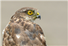 Sparrowhawk