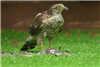 Sparrowhawk