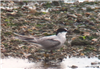 Arctic Tern