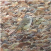 Yellow Wagtail