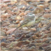 Yellow Wagtail