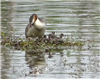 Great Crested Grebe